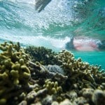 grenadines 6 150x150 Photo gallery