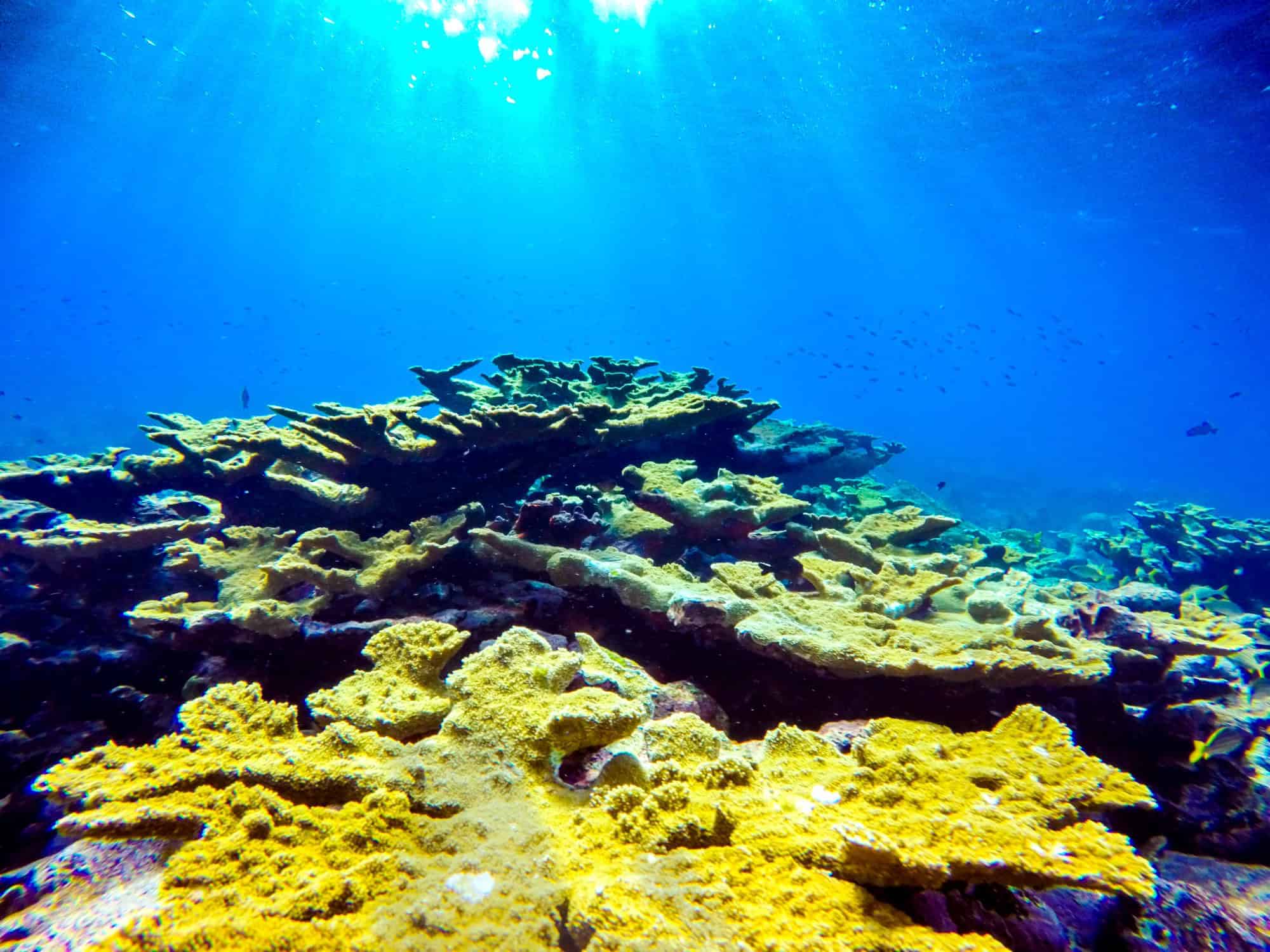 Underwater coral reef for scuba diving in the Grenadines