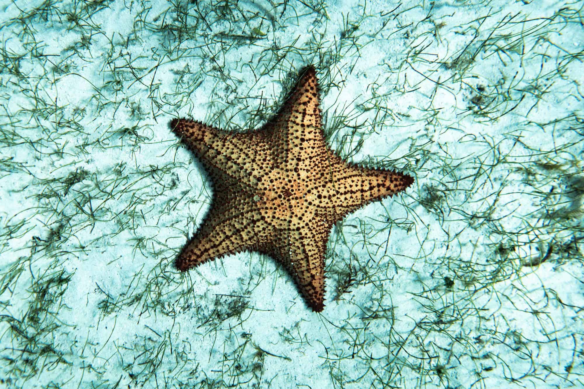 Starfish on the seabed while snorkeling in the Tobago Cays