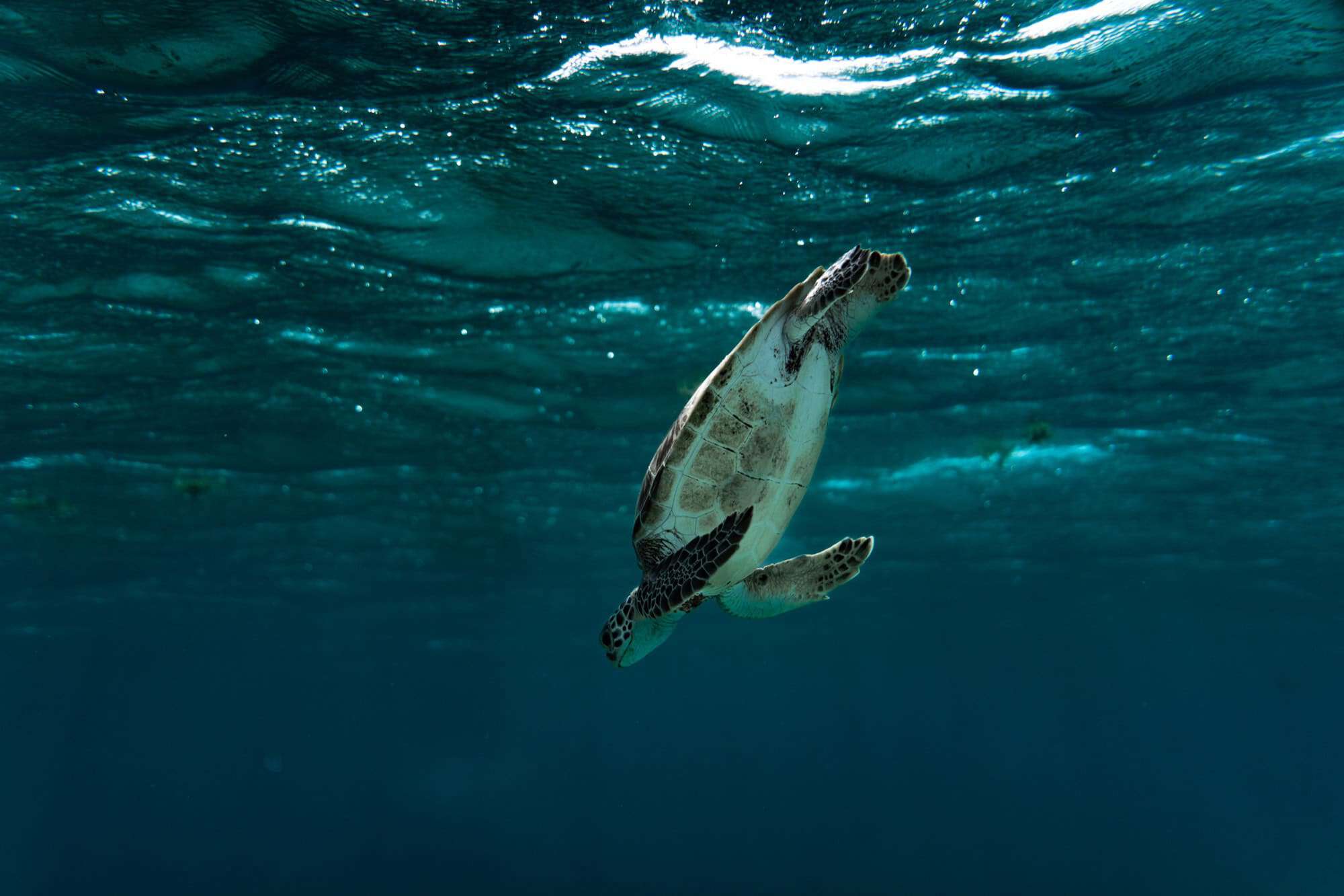 Green turtle swimming in clear Tobago Cays water