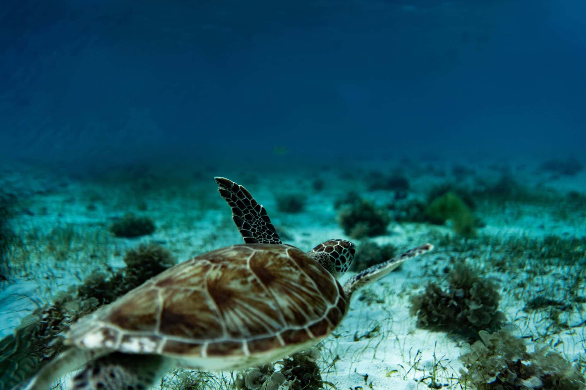 Green turtle resting over the seabed in clear Tobago Cays water