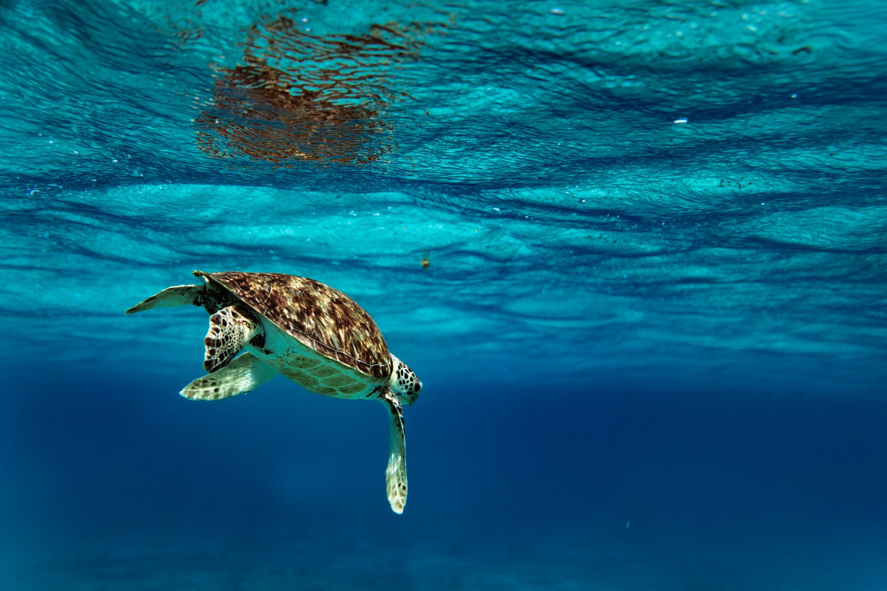 Sea turtle underwater in Tobago Cays Marine Park during snorkeling stop